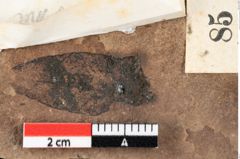 Foto (Detailansicht) von Rhytisma palaeomyricae Ettingshausen (NHMW-GEO-2024-0188-0085)